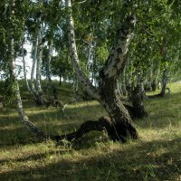 Вот такие березовые колки Зауралья :: Наталья Лунева 