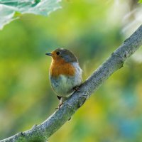 Малиновка :: Alex Molodetsky