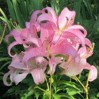 Лилия восточная Челси :: Дмитрий Никитин