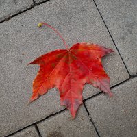 Красный осенний лист :: Александр Синдерёв