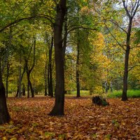 Среди клёнов :: Александр Синдерёв