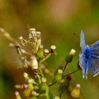 опять про бабочек 8 :: Александр Прокудин опять про бабочек 8 :: Александр Прокудин