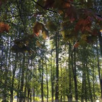 В осеннем парке... :: Владимир Павлов В осеннем парке... :: Владимир Павлов