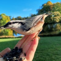 Поползень :: Сапсан 