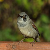 воробей :: Laryan1 