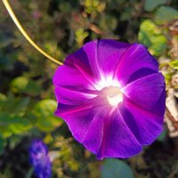 Колокольчик осенний :: Татьяна Пальчикова