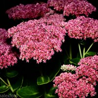 Очиток или Седум :: Роман Алексеев