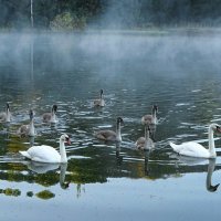 Приплыли за угощением. :: Милешкин Владимир Алексеевич 