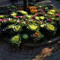 Любят ли цветы физики-теоретики? :-) :: Андрей Лукьянов