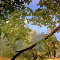 Осенние   листья :: Фотогруппа Весна