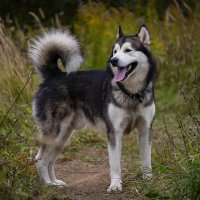 Ярик. :: leff Postnov