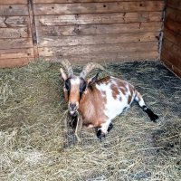 Небольшой перекус :: Veera V