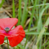 Подарок от сентября. :: сергей ермошкин