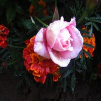 Розовая красотка :: Людмила Смородинская