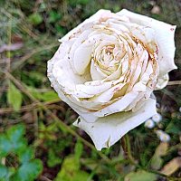 Цветы, отцвел... :: Владимир Драгунский