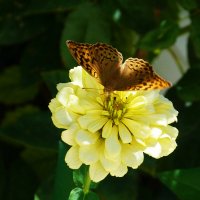 Бабочка и  жёлтая Циния :: Валентин Семчишин