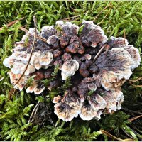 Телефора гвоздичная. :: Валерия Комова Телефора гвоздичная. :: Валерия Комова