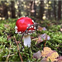 Мухомор красный. :: Валерия Комова