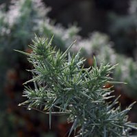 Шотландский чертополох :: Ольга 