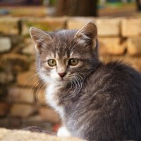 Маленький пушистый котенок :: Александр Лычагин