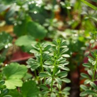 Подмаренник :: Александр Лычагин