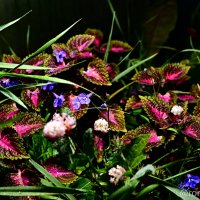 Цветы в саду :: Роман Алексеев