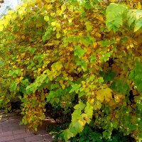 Осень :: Елена Семигина