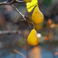 Урожай :: Светлана Тихонина