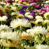 Последний осенний аккорд! :: Татьяна Помогалова Последний осенний аккорд! :: Татьяна Помогалова