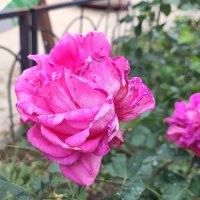 ,,, :: Сергей Тимоновский