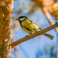 Первые признаки Осени прилетели.... :: Sergey (Apg) Первые признаки Осени прилетели.... :: Sergey (Apg)