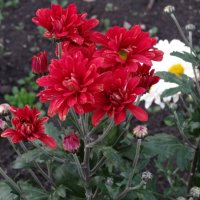 ХРИЗАНТЕМА :: СЕРГЕЙ ФИЛОЧКИН