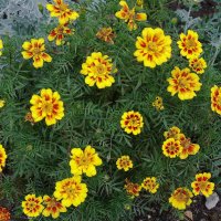 Бархатцы :: Рита Симонова