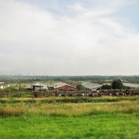 Скотоферма :: Александр Ильчевский 