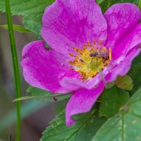 Краски лета. :: Алексей Трухин