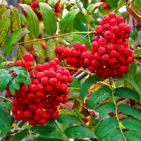 Рябины гроздья алые :: Светлана 