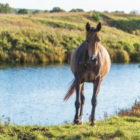 Лёгкий перекус. :: Виктор Евстратов