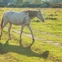 Осенний выгул. :: Виктор Евстратов