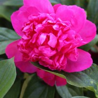 Пион :: Любовь ***