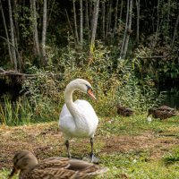 Про лебедей :: Владимир Колесников