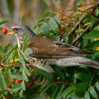 рябинник :: gawrilа - dan