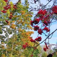 Рябины гроздья алые :: Ирина 