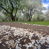 Коломенское 5 мая :: Михаил Бибичков