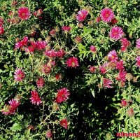 В ростовском экопарке Первая миля :: Нина Бутко В ростовском экопарке Первая миля :: Нина Бутко