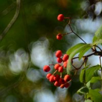 Ветка  рябины :: Геннадий Супрун