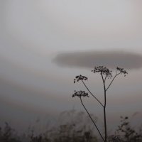 Утренние метаморфозы :: liudmila drake