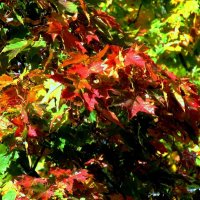 Краски :: Сергей Карачин