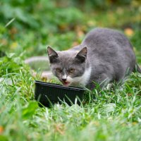 Котенок :: Владимир Иванович