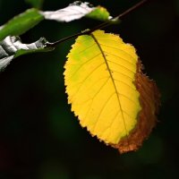 Лист, Берман :: B razk