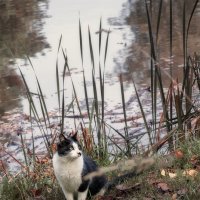 попутчик :: Michel 